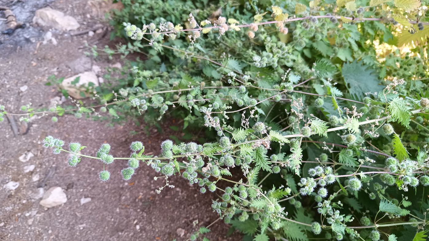 C'est quoi cette variété d'ortie qui pique aussi fort ?