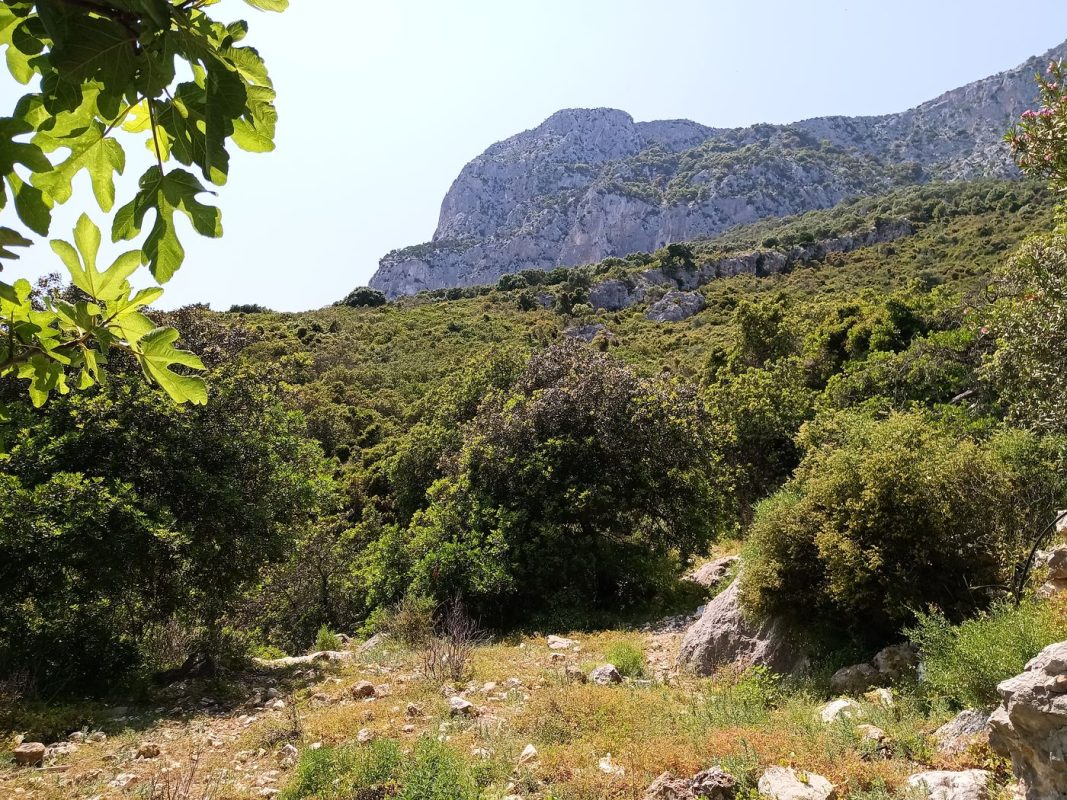 Avec une petite clairière presque plate devant