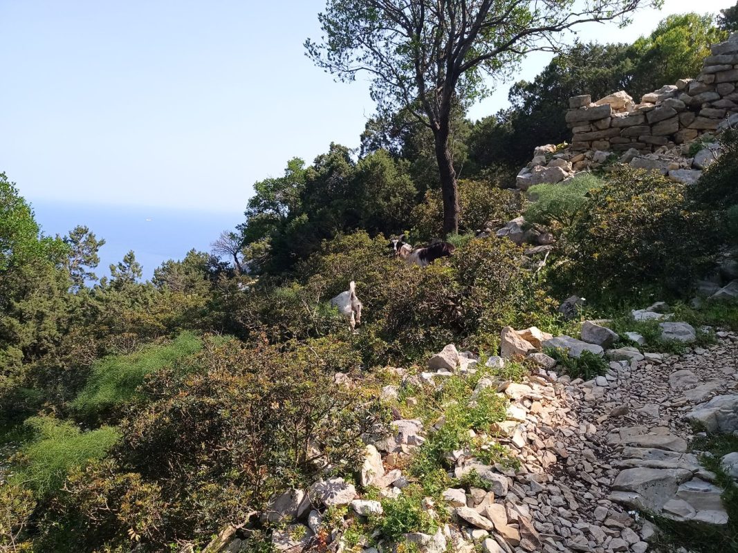 Les chèvres fuit à mon approche, je croises quelques ruines