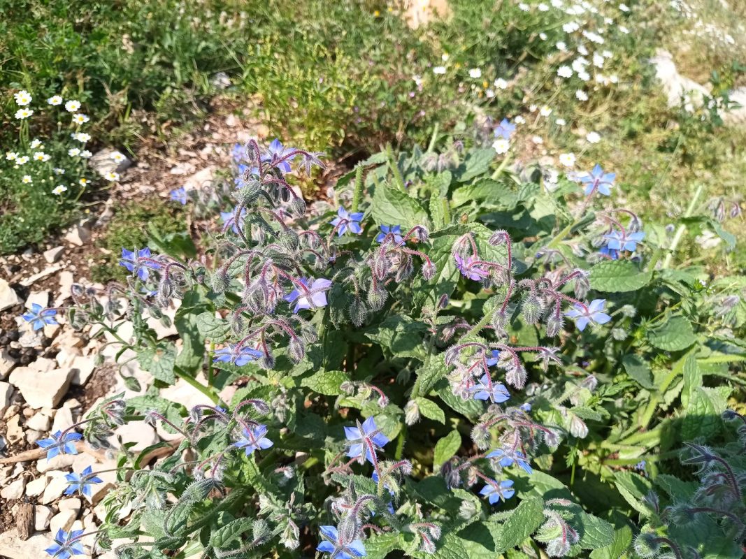 Petit moment sucré : les fleurs de bouraches !