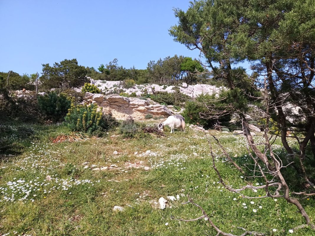 C'est bien vert ici ! ca change du minéral de la grimpette !