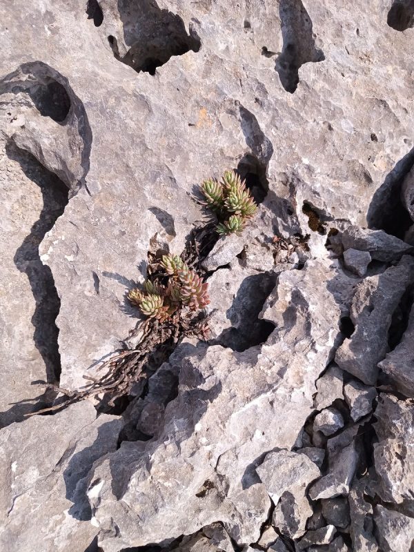 Le végétal au milieu du minéral hostile