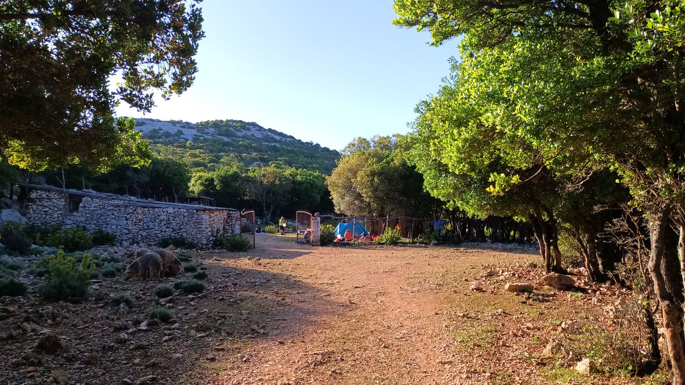 Le camps des groupes, et les cochons en liberté