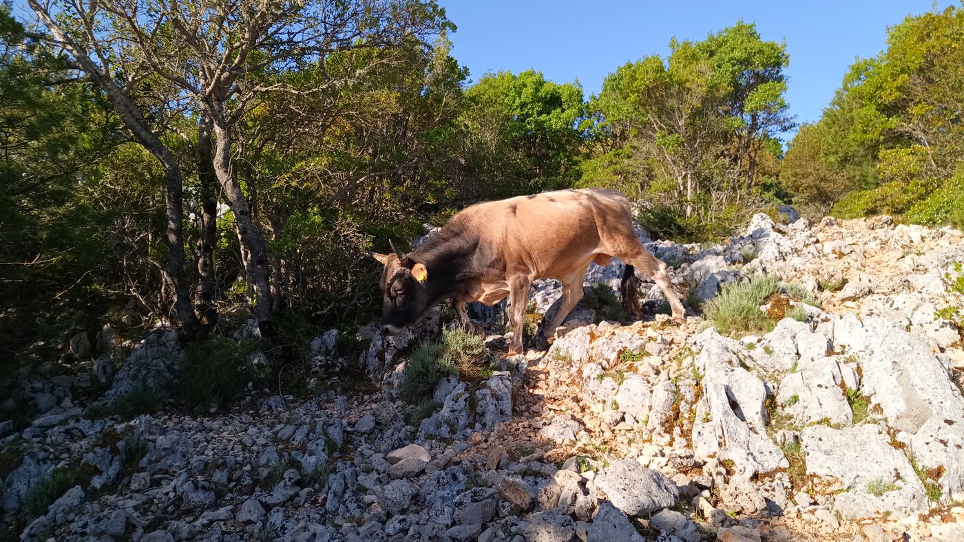 Holà sacré vache sur le sentier étroit