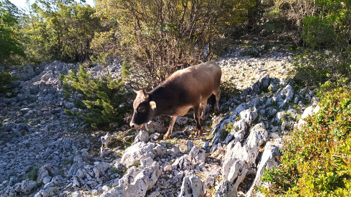 Holà sacré vache sur le sentier étroit