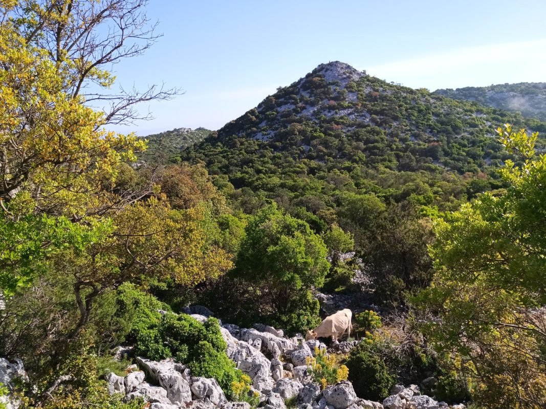 Encore des vaches, et quelques vapeurs de nuages qui rentrent