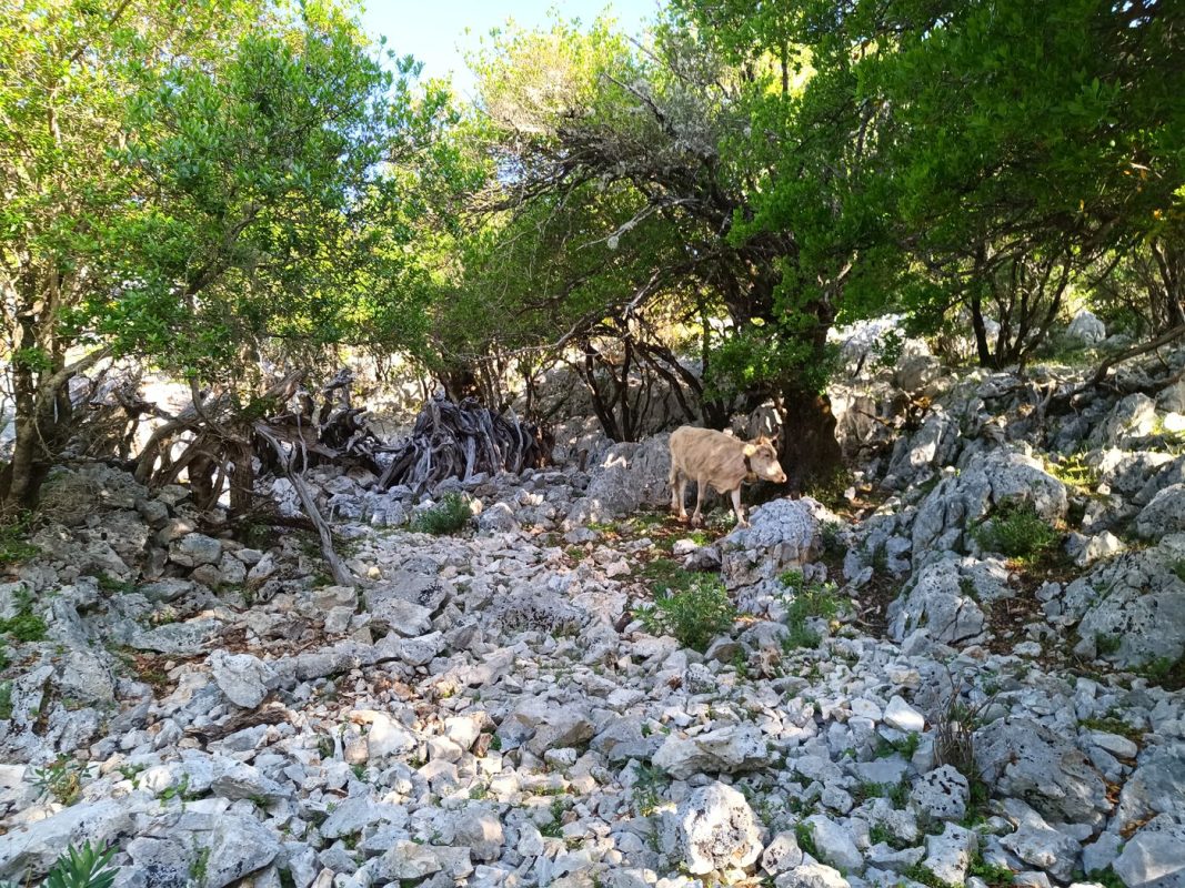 Il y a des traces d'une porte en Genévrier