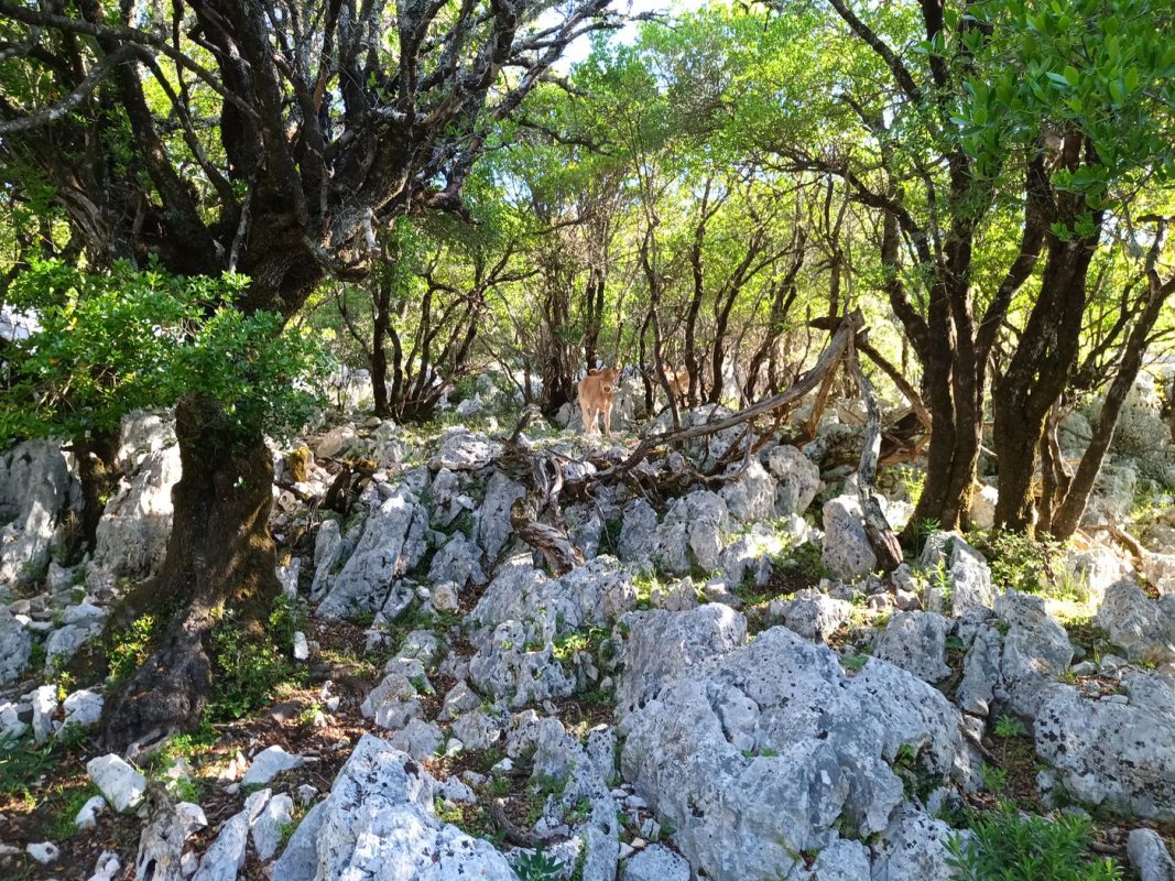 Les petits veaux que j'ai dérangés en cherchant mon chemin
