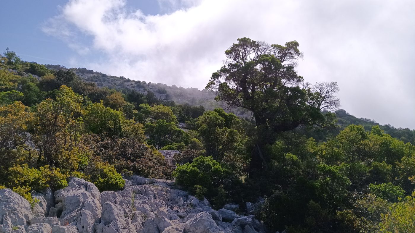 Arbres et pierre tranchante, parfait pour se perdre