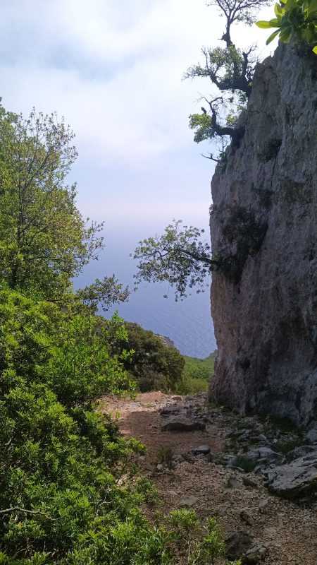 L'arbre qui s'est trompé de pesanteur