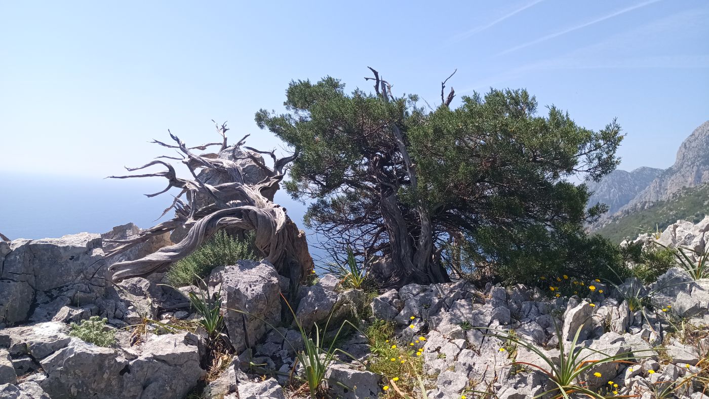 Bel ensemble de Genévriers