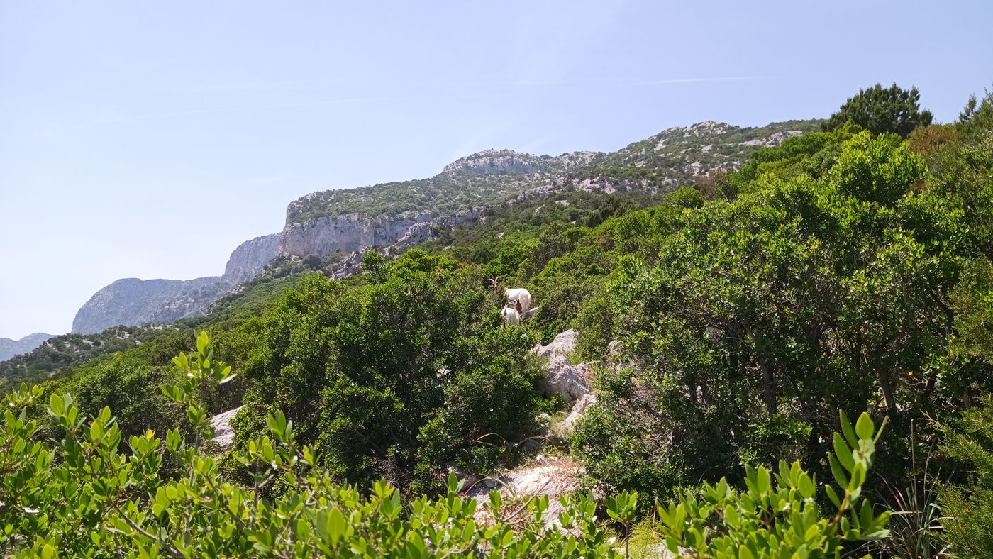 De la compagnie animale