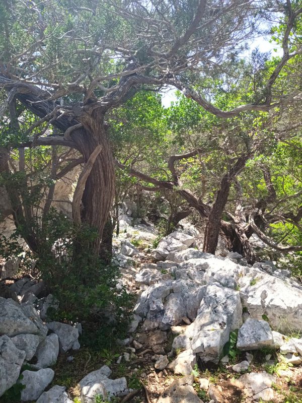 Le sentier passe maintenant sous ces arbustes