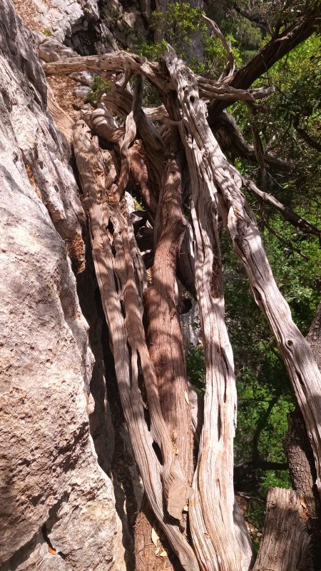 Ca semble solide le Genévrier, mais il ne faut pas mettre un pied entre les branches