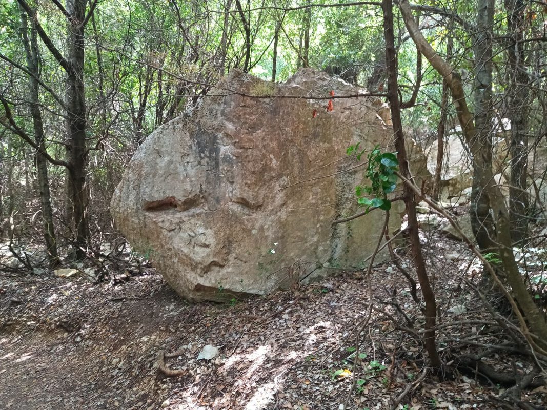 Y'a comme une tête de paresseux dessiner !