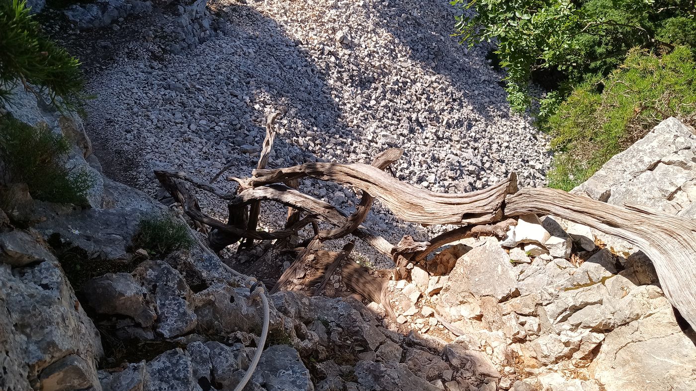 Et même des échelles en bois de genévrier
