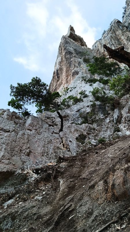 Je descendais en me tenant à cet arbre, mais c'était trop haut.
