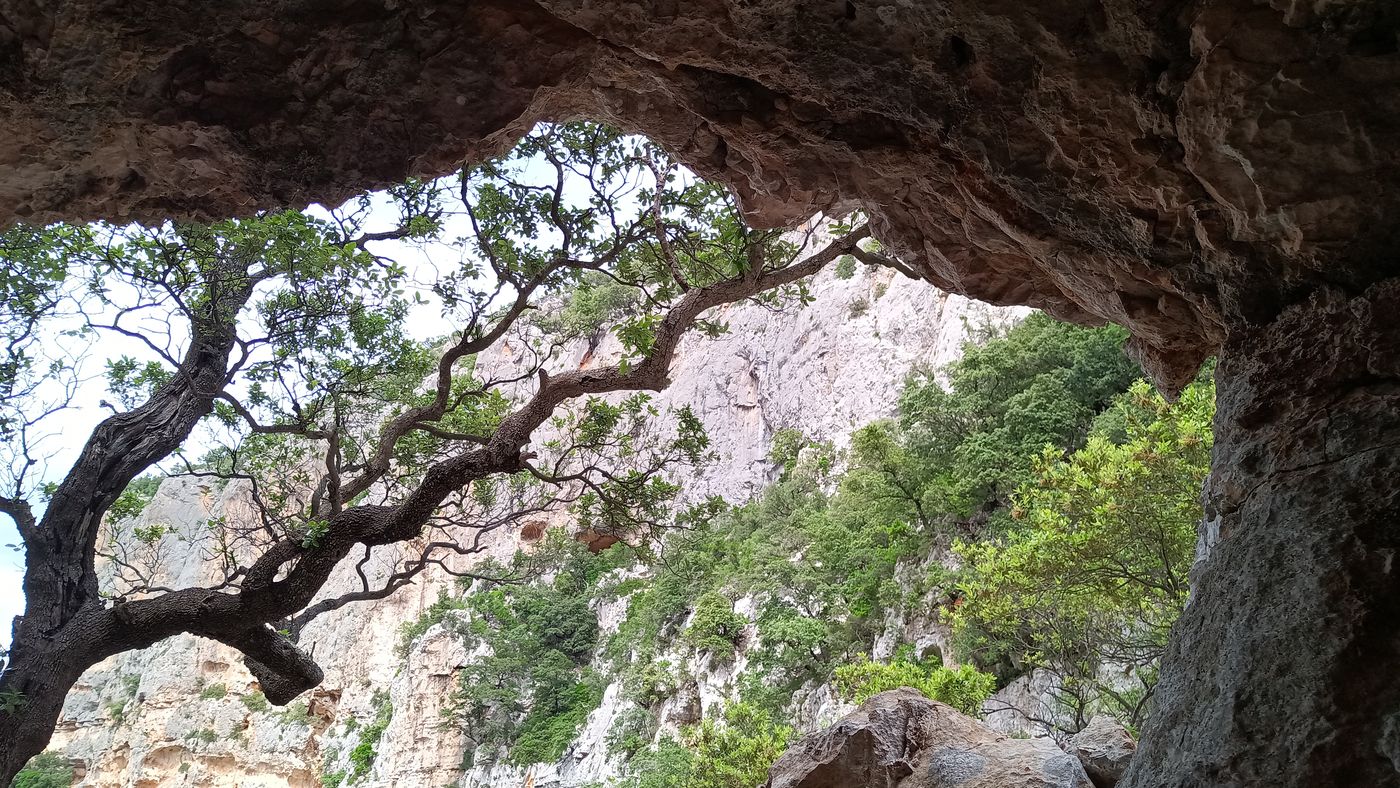 Pour l'autre, il a fallu grimpé à l'arbre puis à une corde