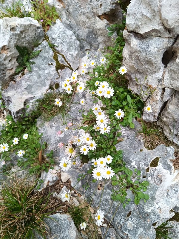 Petites fleurs