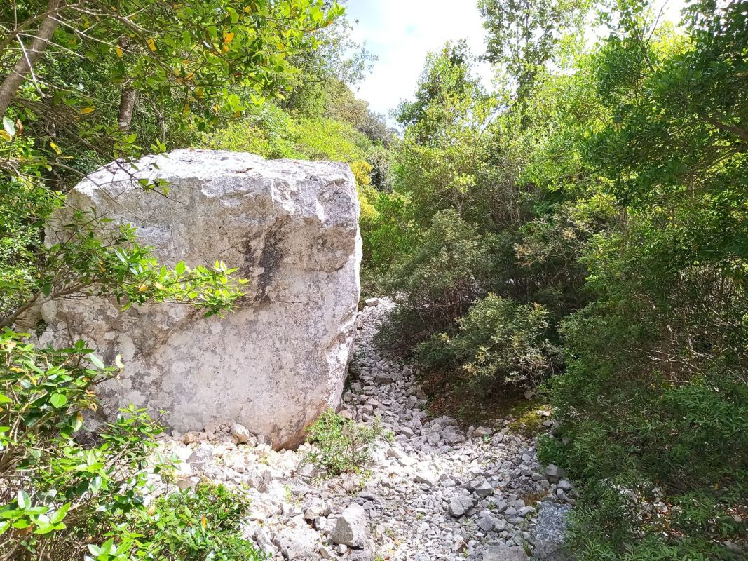 Dernier petit passage au milieux de végétation