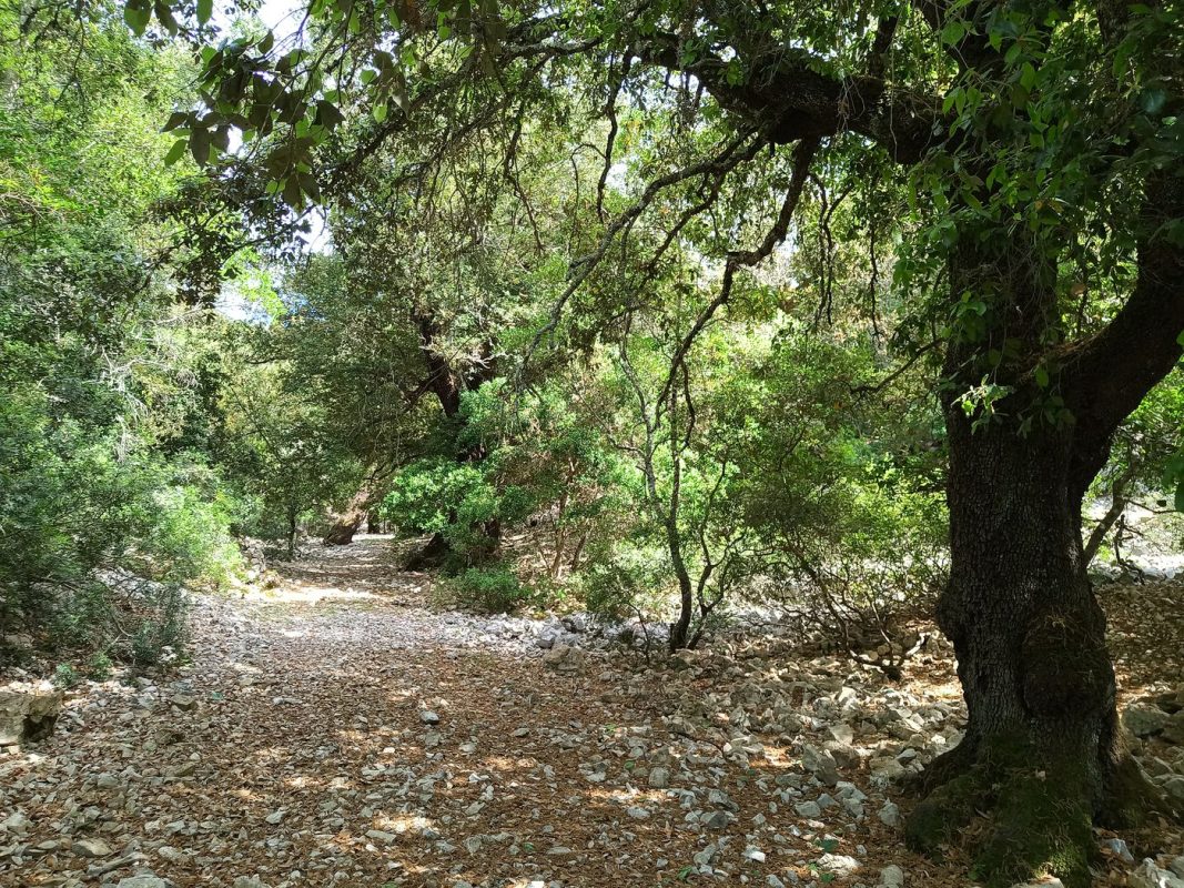 Et me voila sur un sentier / chemin forestier