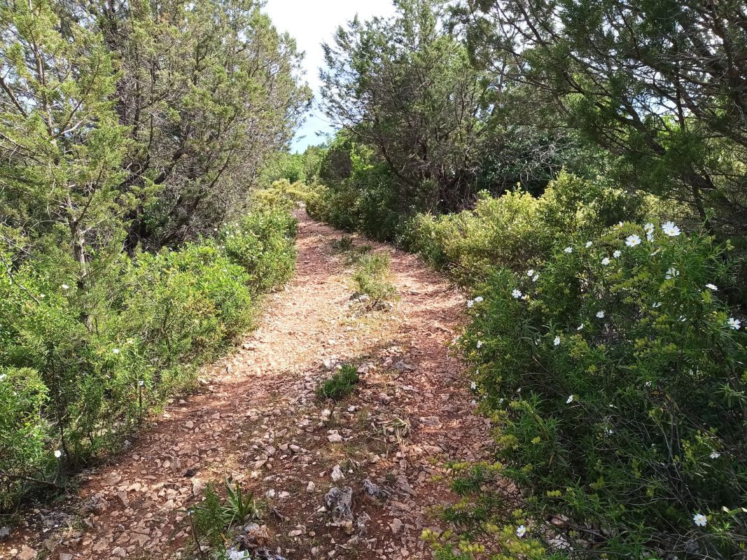 Les bois / forêt sur le plateau d'Urélé