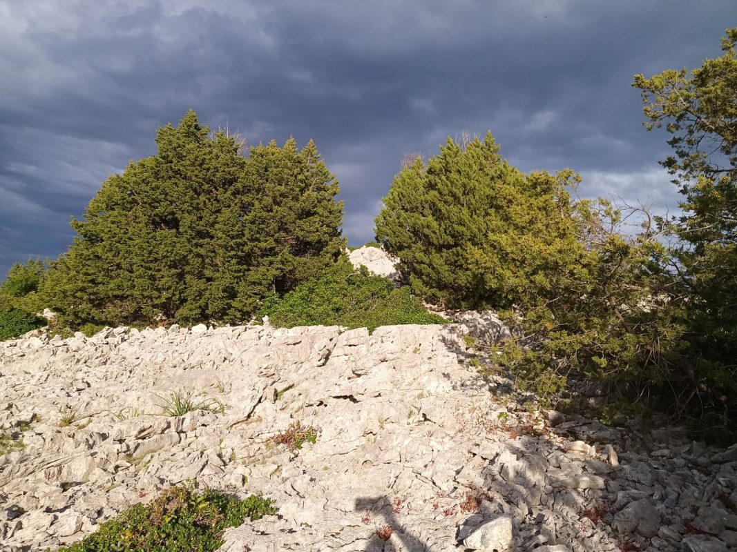 C'est repartie, je suis sur une zone pas net, là faut passer entre ces 2 arbres ?