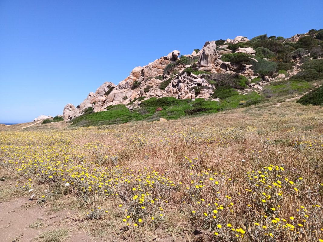 Les couleurs des fleurs en plus