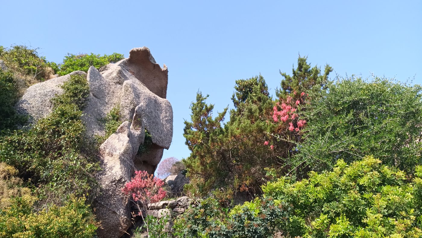 Roches et flores/feuilles