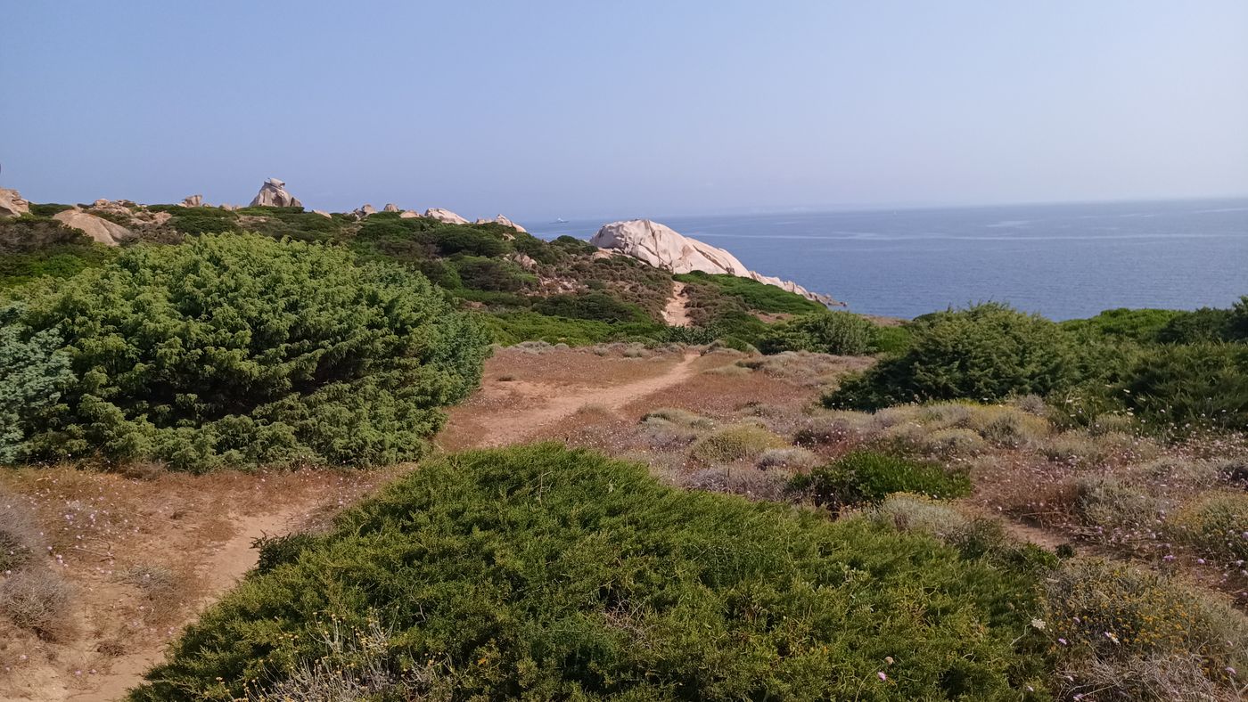 Sentier au milieu de la végétation