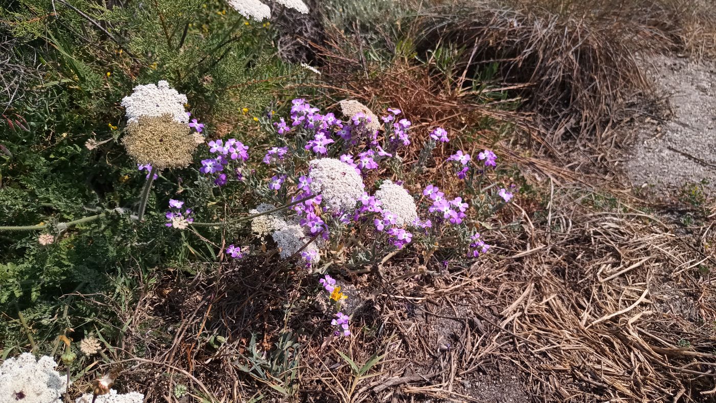 Fleurs
