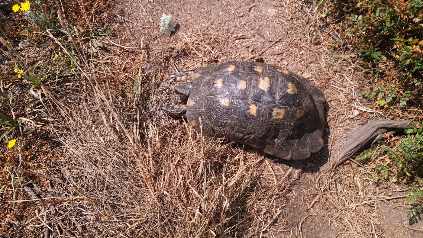Tortue sur le chemin
