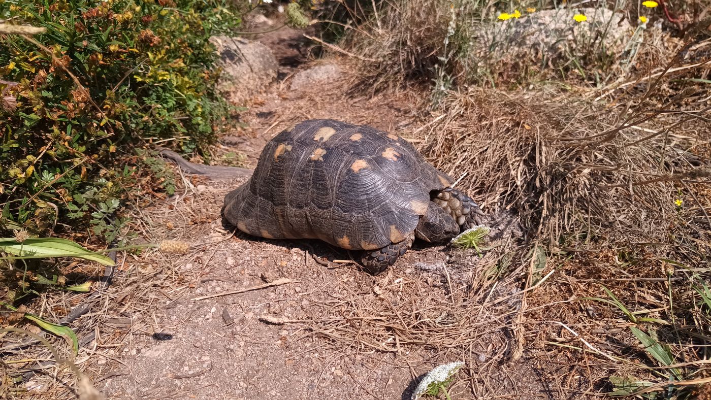 Tortue sur le chemin
