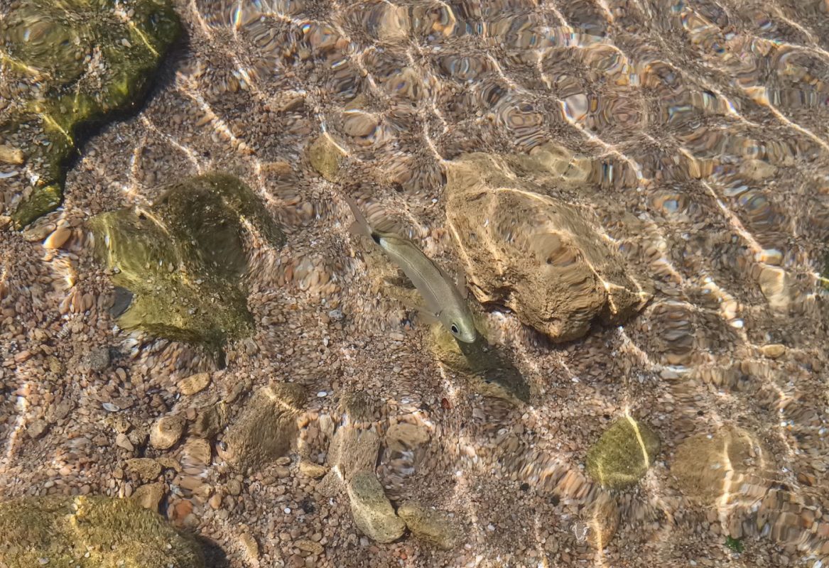 Poissons sans mettre la tête dans l'eau
