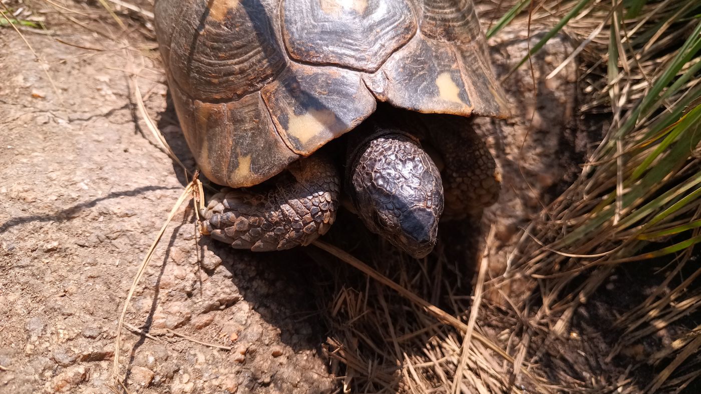 Encore une tortue