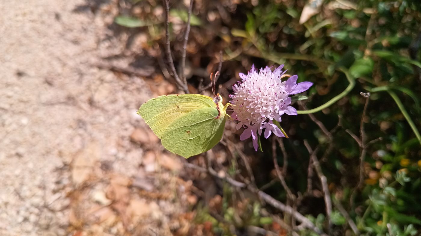 Papillon