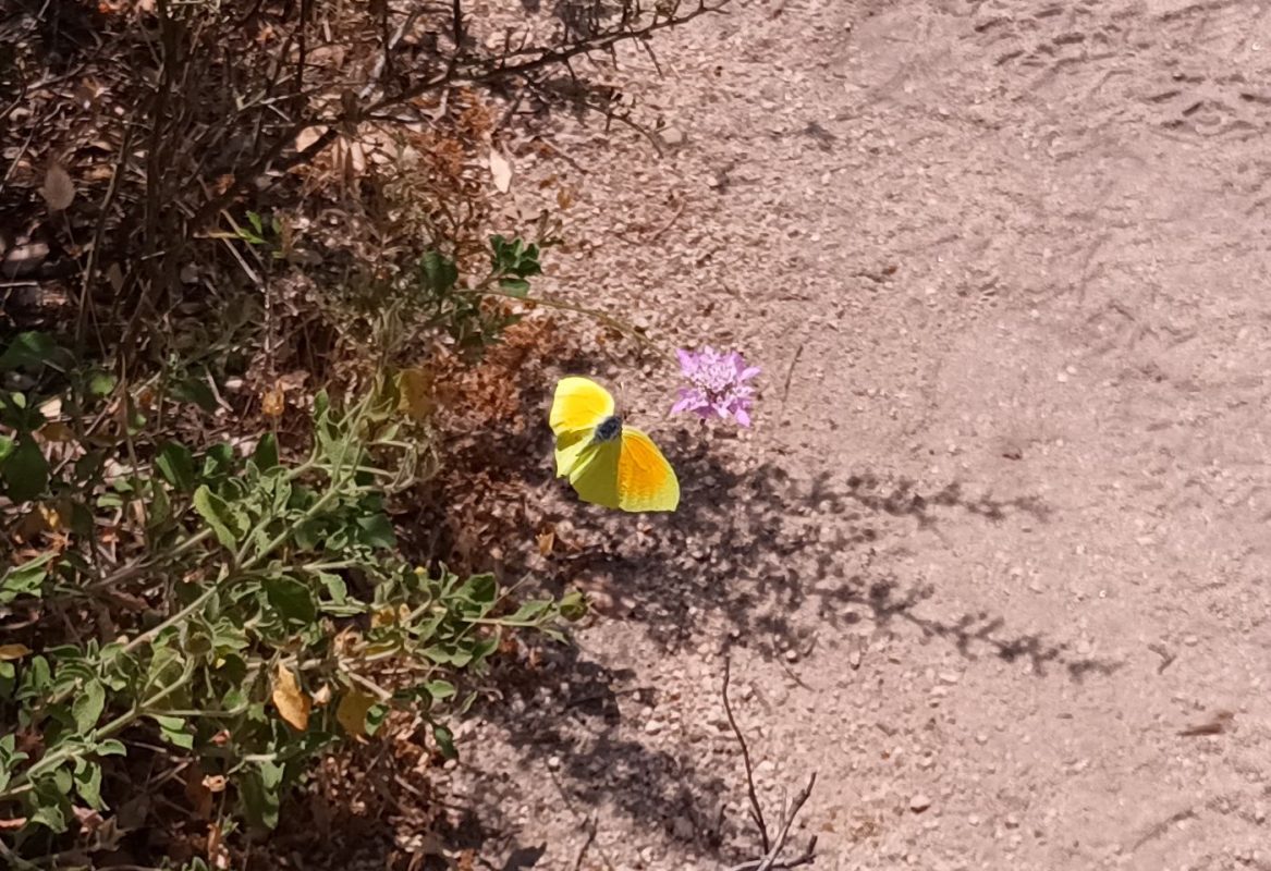 Papillon