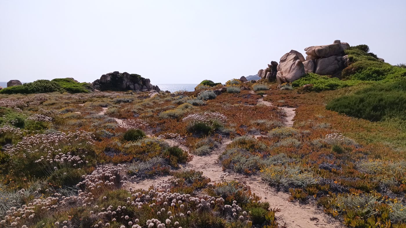 Chemins au milieux de la végétation de bord de mer