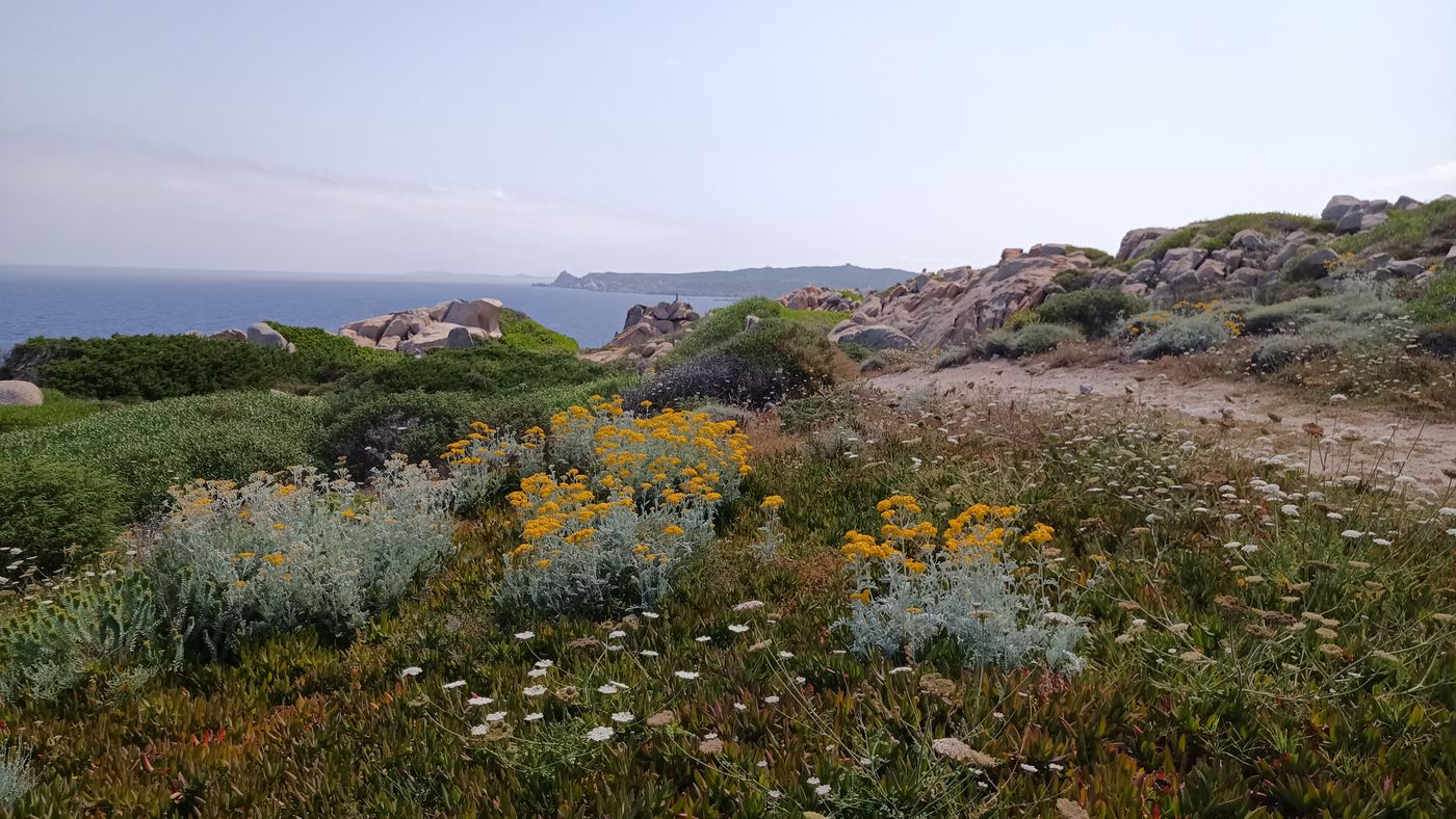 Fleurs sur le bord du chemin