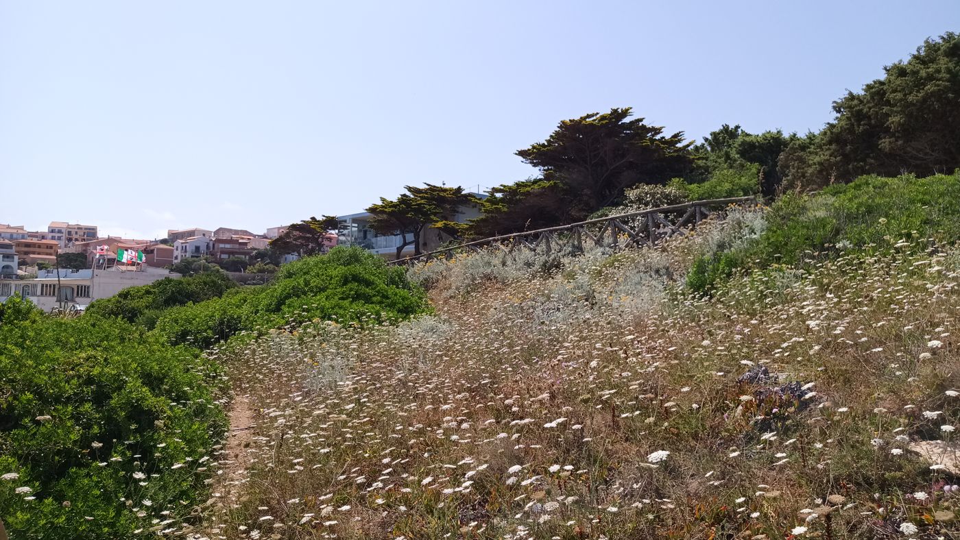 Encore des herbes folles et des fleurs