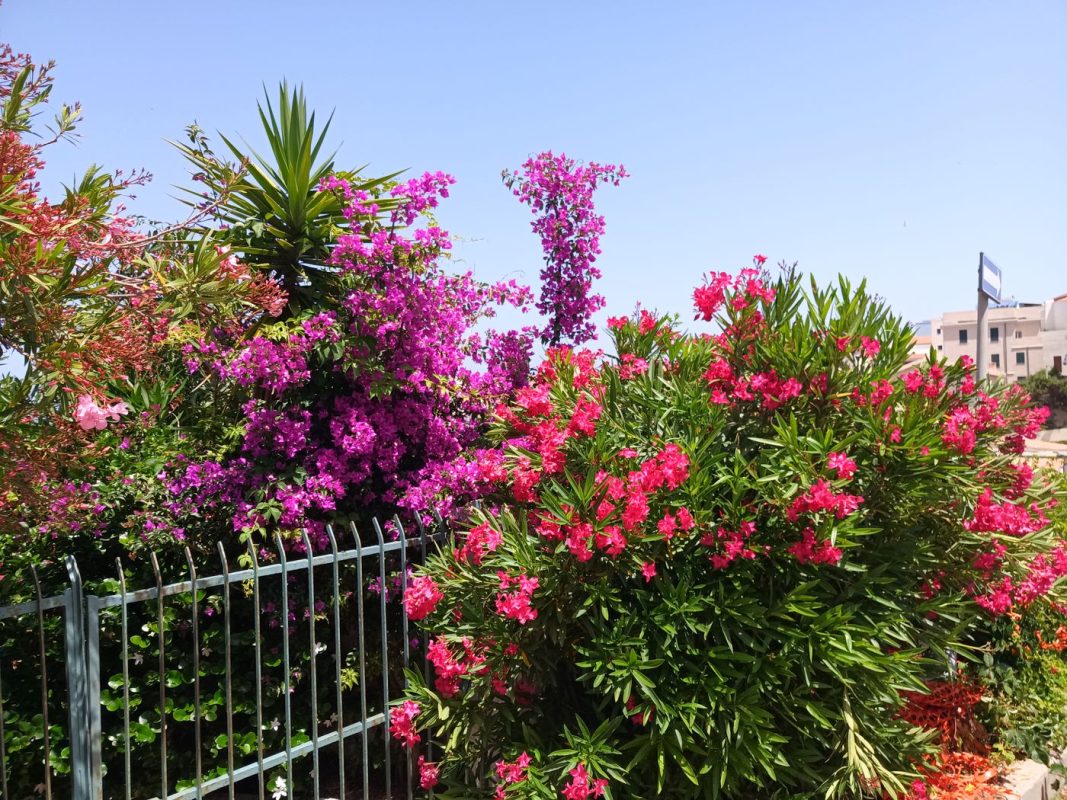 Bougainvilliers et ?
