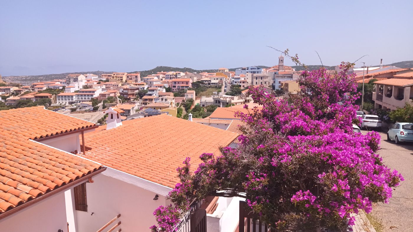 Bougainvilliers sur fon de la ville de Santa Maria Galluria