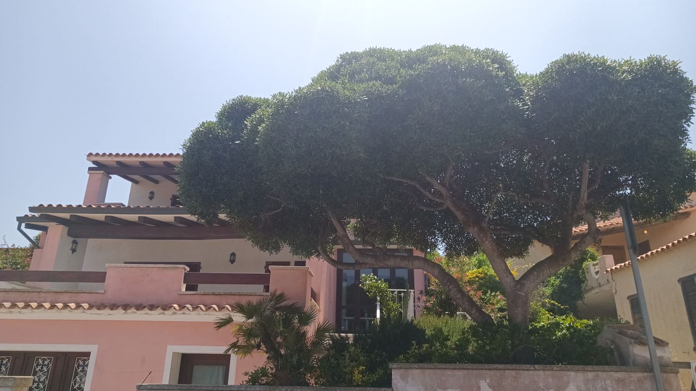 Jolie forme des troncs de cet arbres