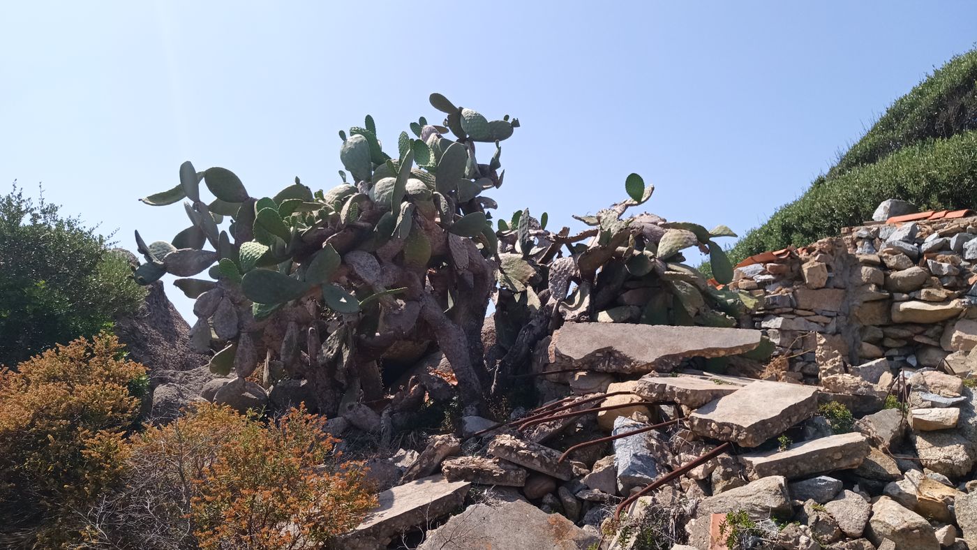 L'invasion du cactus géant !