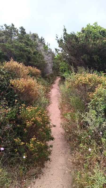 Le (long) petit chemin dans la friche