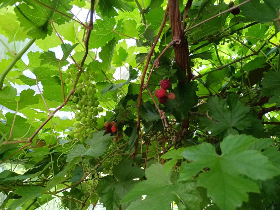 Framboise avec la vigne dans la serre !