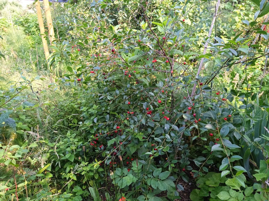 Le cerisier