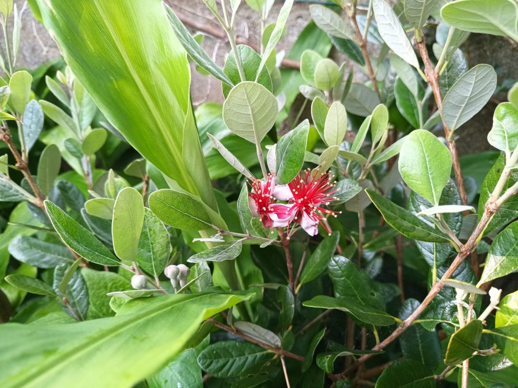Fleurs de Fiejoa