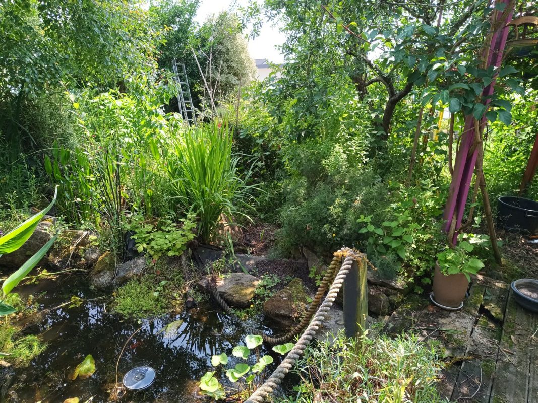 J'ai dégagé le sentier par les pas japonais pour rejoindre le jardin
