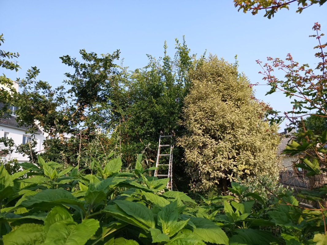 Les arbres qu'il va encore falloir étêter !